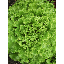 Salade Frisée verte