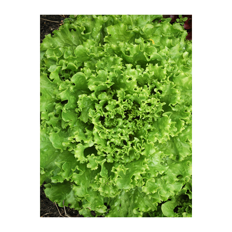 Salade Frisée verte