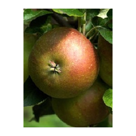 Pomme Cox' Santan