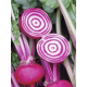 Betterave Chioggia