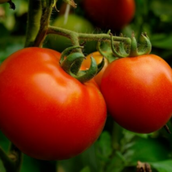 Tomate ronde 1Kg