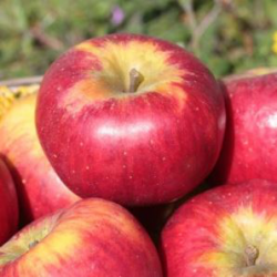 Pomme Topaze 7Kg (soit 2,85€/Kg)