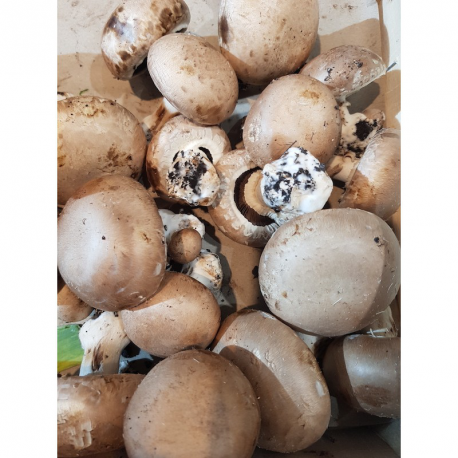 Champignons bruns - 250g